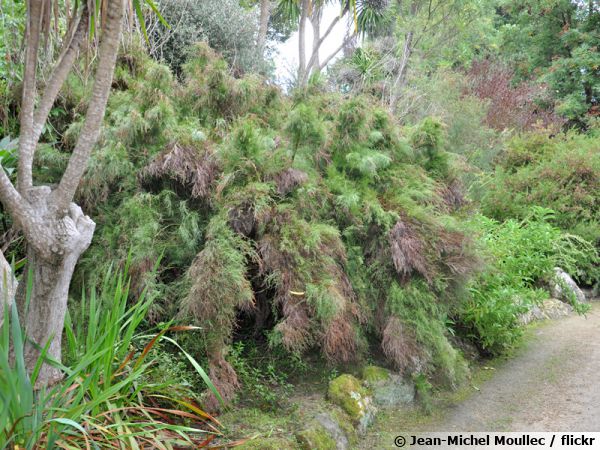 Restio australien, Baloskion tetraphyllum