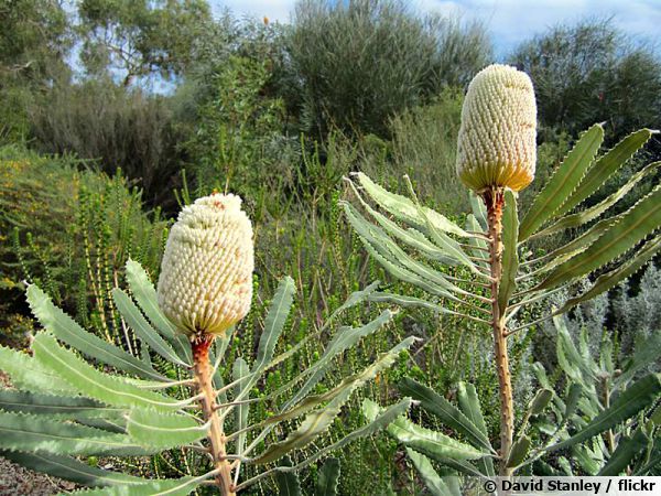 Banksia dans le sud ouest de l'Australie