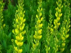 Lupin indigo jaune, Faux indigo jaune, Baptisia  fruits ronds, Baptisia sphaerocarpa