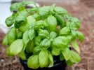 Cultiver le basilic en pot