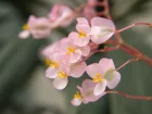 Bgonia nnuphar, Begonia x erythrophylla