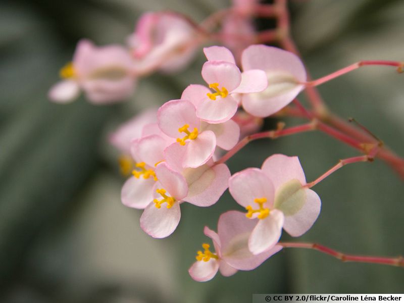Bégonia nénuphar, Begonia x erythrophylla : planter, cultiver, multiplier