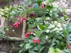 Plante corail, Berberidopsis corallina