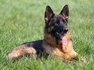 Le berger allemand, un chien puissant et lgant