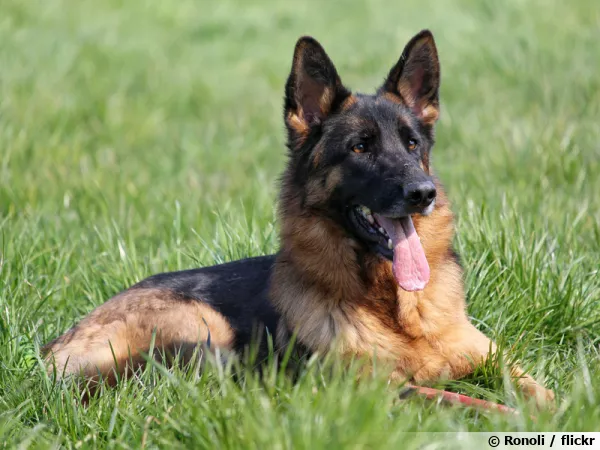 Le berger allemand, un chien puissant et lgant
