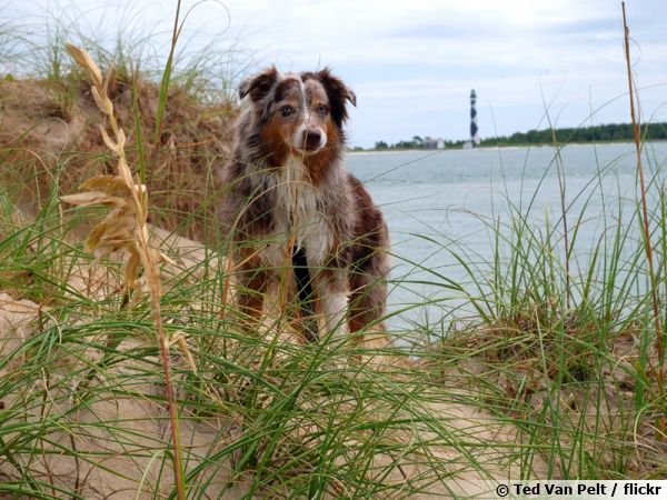 Le Berger Australien Un Chien Affectueux Et Sportif