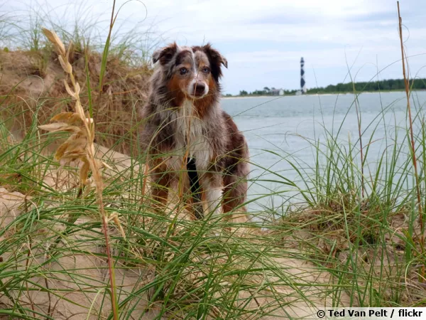 Le Berger Australien un chien affectueux et sportif