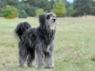 Le berger des Pyrnes, un chien fidle