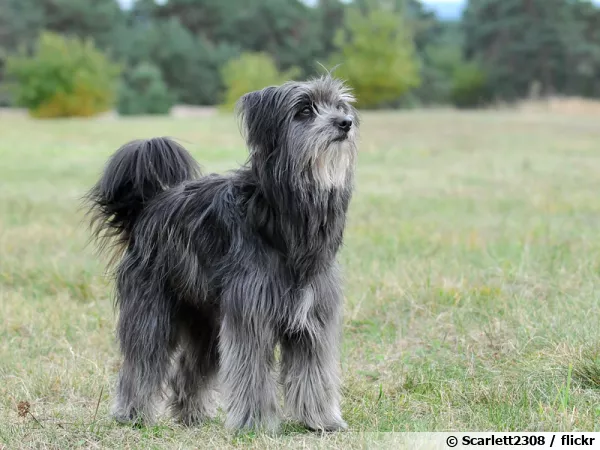 Le berger des Pyrnes, un chien fidle
