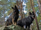 Quelle est la longvit du chien?
