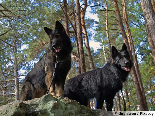 Deux vieux bergers allemands