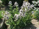 Chardon africain pourpre, Verkheya pourpre, Berkheya purpurea