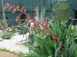 Beschornéria superbe, Lis du Mexique, Amole, Faux-yucca, Faux agave, Beschorneria yuccoides Beschornéria superbe, Lis du Mexique, Amole, Faux-yucca, Faux agave, Beschorneria yuccoides