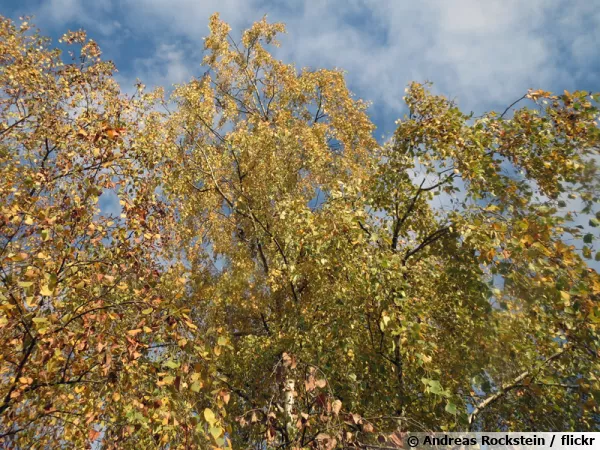 Bouleau verruqueux, Betula pendula