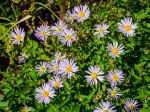 Boltonia asteroides, Boltonia faux aster, Aster étoilé, Boltonia fausse camomille