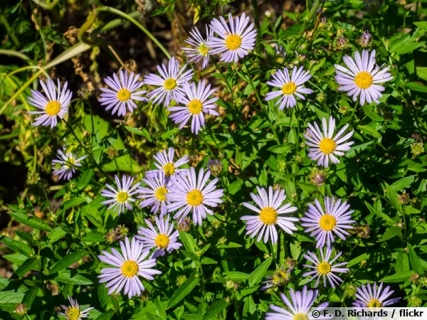 Boltonia asteroides, Boltonia faux aster, Aster toil, Boltonia fausse camomille