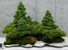 Le Bonkei, un paysage en miniature