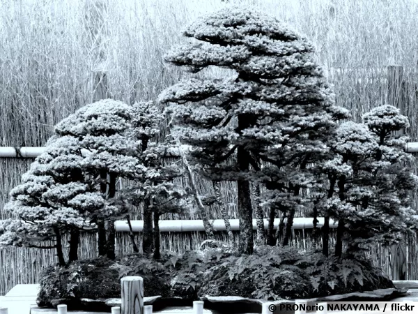 Un bonsai sous la neige