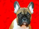 Le Bouledogue fran�ais, un chien facile