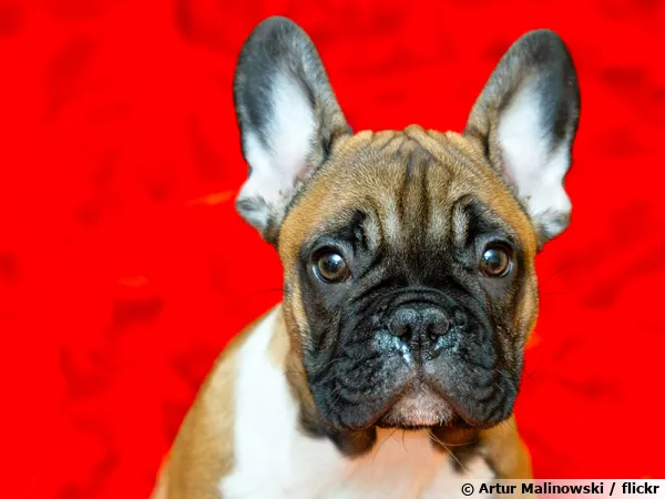 Le Bouledogue français, un chien facile