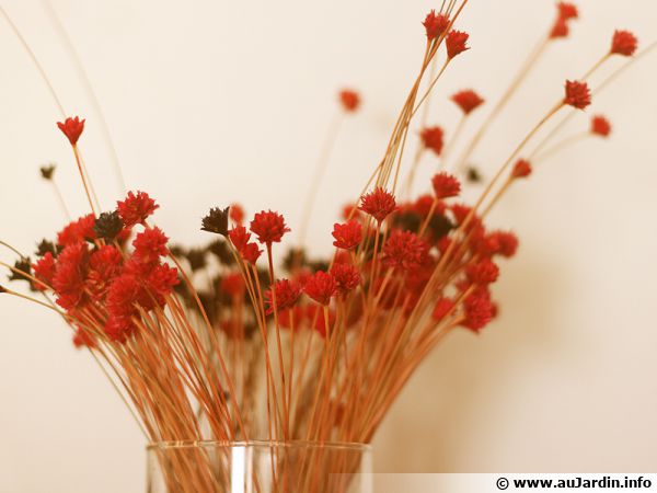 Bouquet simple de fleurs séchées