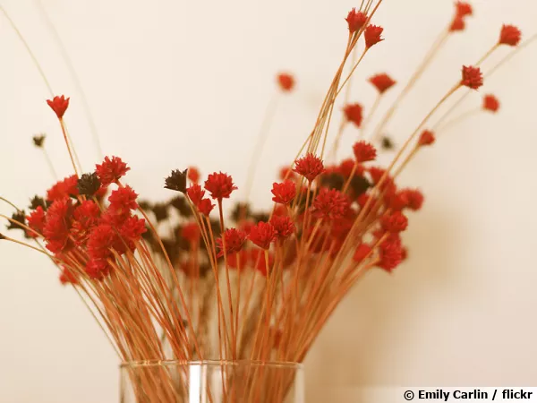 Bouquet simple de fleurs sches