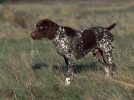 Acheter un chien