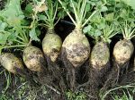 Rutabaga, Chou-navet, Brassica napus var Napobrassica 'Nadmorska'