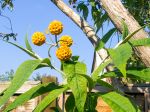 Buddleia globuleux, Arbre aux papillons globuleux, Matico, Buddleja globosa Buddleia globuleux, Arbre aux papillons globuleux, Matico, Buddleja globosa