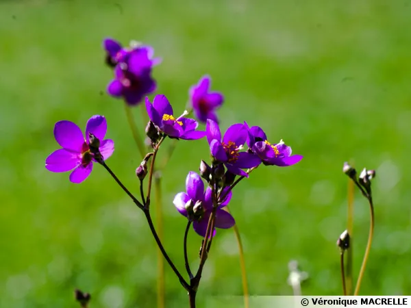 Pourpier de rocaille, Calandrinia en ombelle, Calandrinia umbellata