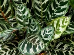 Calath�a paon, Plante paon, Calathea makoyana