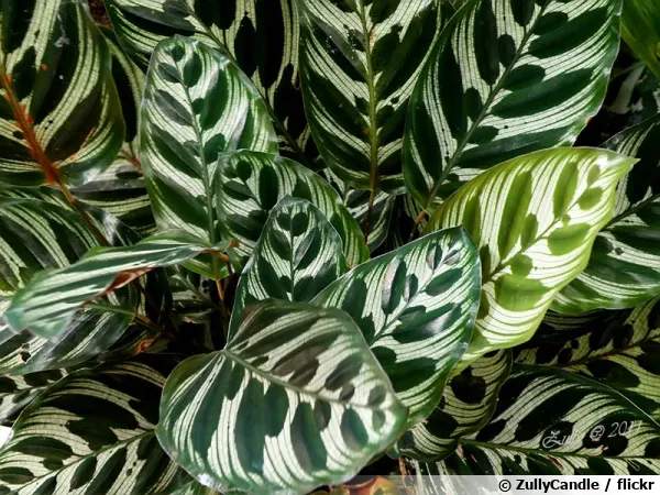 Calathéa paon, Plante paon, Calathea makoyana
