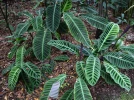 Calath�a z�br�, Plante z�bre, Calathea zebrina