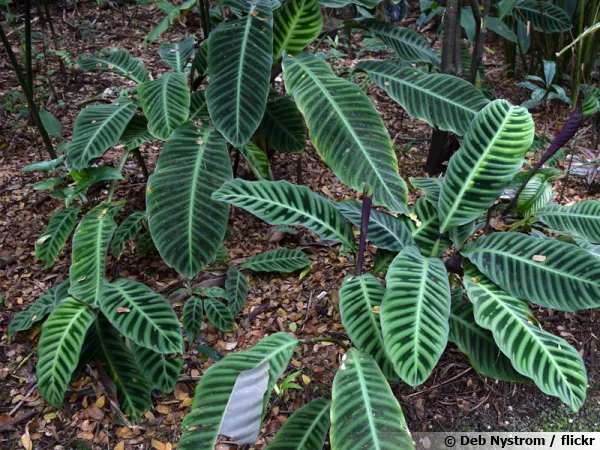 Calathéa zébré, Plante zèbre, Calathea zebrina