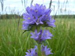 Campanule cervicaire, Campanule à fleurs en tête, Campanula cervicaria