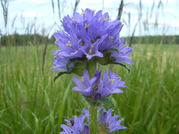 Campanule cervicaire, Campanule à fleurs en tête, Campanula cervicaria
