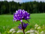 Campanule agglomérée, Campanule à bouquet, Campanule à fleurs agglomérées, Campanula glomerata
