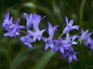 Raiponce lgume, Campanule raiponce, Campanula rapunculus