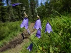 Campanule  feuilles rondes, Campanula rotundifolia