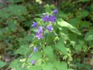Campanule gantel�e, Campanule � feuilles d'ortie, Campanula trachelium