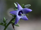 Campanule versicolore, Campanule parfume, Campanula versicolor