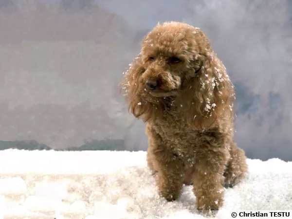 Le caniche, un chien facile à vivre