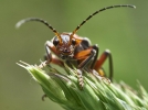 Les cantharides, mieux que les coccinelles