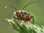 Cantharide rustique, Cantharis rustica