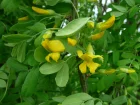 Acacia jaune, Caraganier de Sibrie, Pois de Sibrie, Caragana arborescens