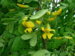 Acacia jaune, Caraganier de Sibérie, Pois de Sibérie, Caragana arborescens