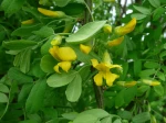 Acacia jaune, Caraganier de Sib�rie, Pois de Sib�rie, Caragana arborescens