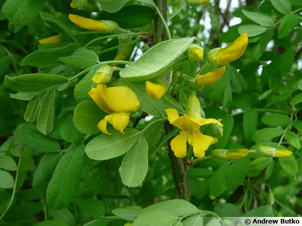 Acacia jaune, Caraganier de Sibrie, Pois de Sibrie, Caragana arborescens