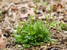 Cardamine h�riss�e, Cardamine hirsute, Cresson des murailles, Cardamine hirsuta