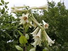 Lis gant de l'Himalaya, Cardiocrinum giganteum